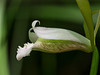 Cleistesiopsis bifaria (Upland Spreading Pogonia orchid)