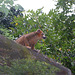 Bambou lemur Bambou lemur