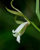 Cleistesiopsis bifaria (Upland Spreading Pogonia orchid)