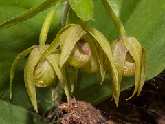 Cypripedium fasciculatum (Clustered Lady's-slipper orchid)