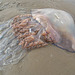 Barrel Jellyfish1