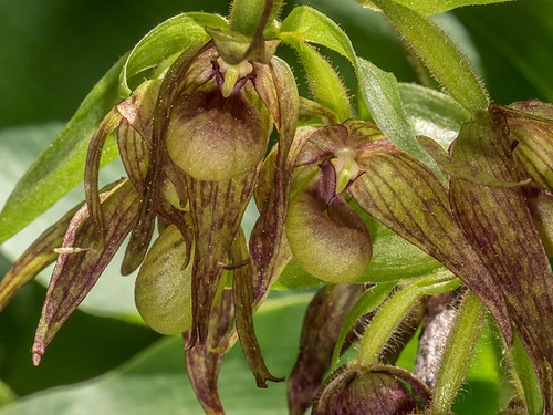 Cypripedium fasciculatum (Clustered Lady's-slipper orchid)