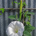 Moonflower in the morning and the grasshopper !