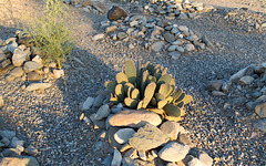 Ehrenberg, AZ: Pioneer Cemetery (0750)