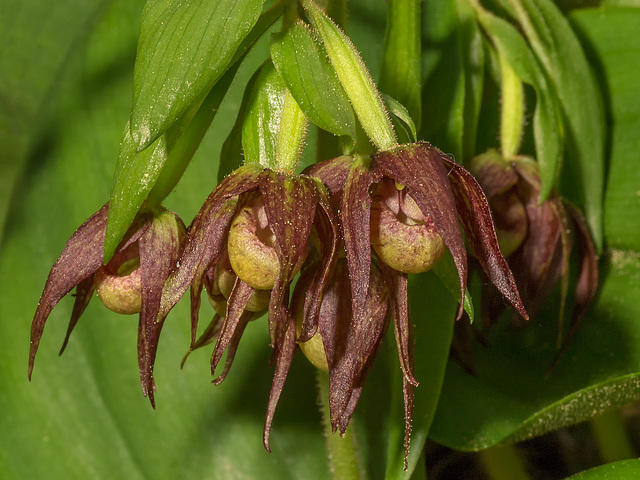 Cypripedium fasciculatum (Clustered Lady's-slipper orchid)