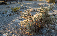 Ehrenberg, AZ: Pioneer Cemetery (0749)