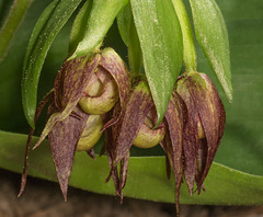 Cypripedium fasciculatum (Clustered Lady's-slipper orchid)