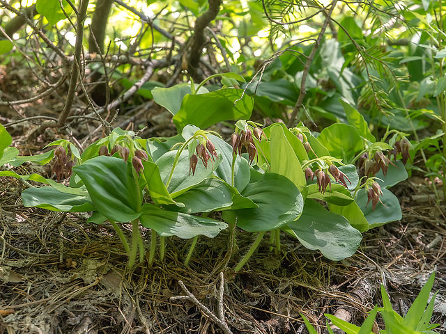 Cypripedium fasciculatum (Clustered Lady's-slipper orchid)