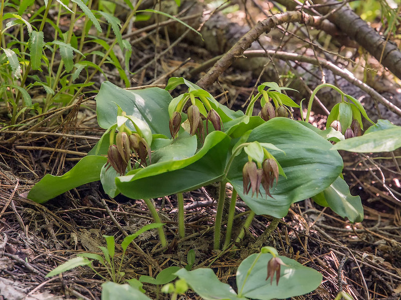 Cypripedium fasciculatum (Clustered Lady's-slipper orchid)