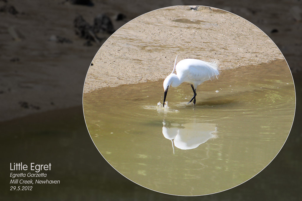 Little Egret - Mill Creek - Newhaven - 29.5.2012