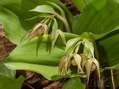 Cypripedium fasciculatum (Clustered Lady's-slipper orchid)