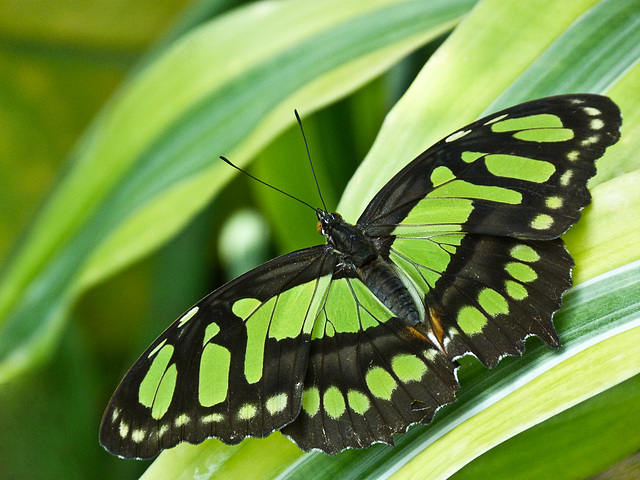 Green spots on green stripes