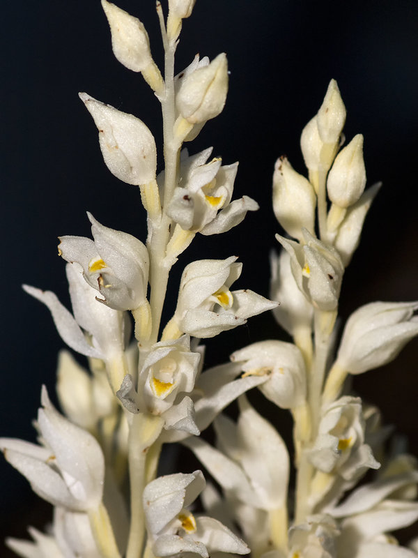 Cephalanthera austiniae (Phantom orchid)