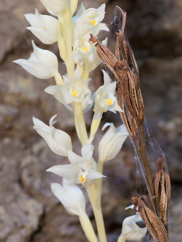 Cephalanthera austiniae (Phantom orchid)