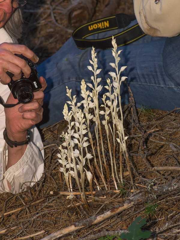 Cephalanthera austiniae (Phantom orchid)