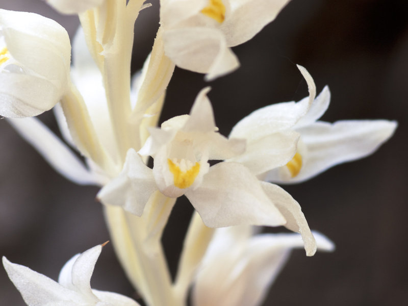 Cephalanthera austiniae (Phantom orchid)