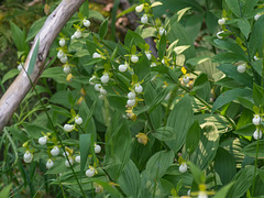 Cypripedium californicum (California Lady's-slipper orchid)