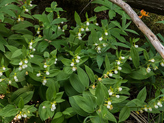 Cypripedium californicum (California Lady's-slipper orchid) [Explore 2013-06-19]