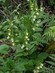 Cypripedium californicum (California Lady's-slipper orchid)