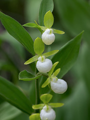 Cypripedium californicum (California Lady's-slipper orchid)