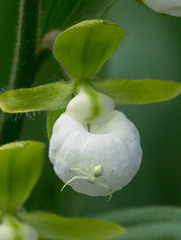 Cypripedium californicum (California Lady's-slipper orchid)