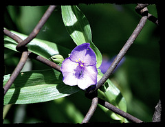 Wayside flower