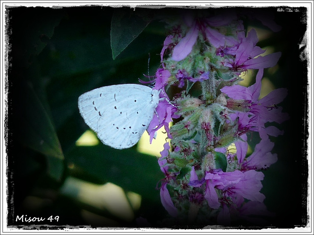 Papillon azuré