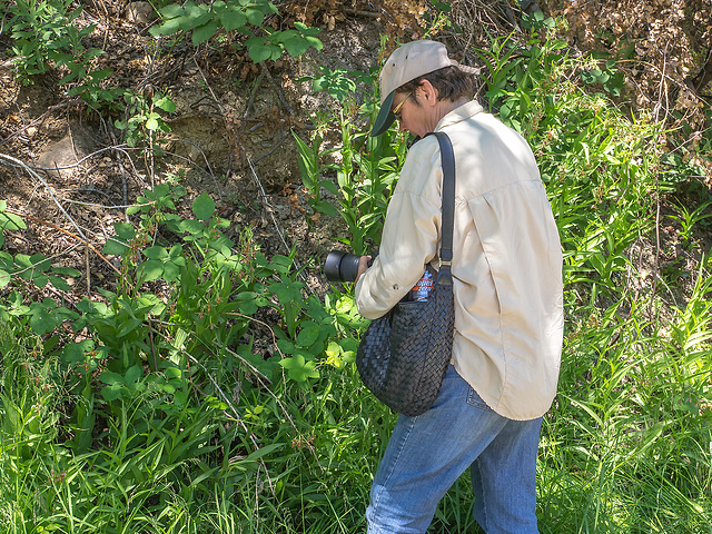 Epipactis gigantea (Stream orchid) being studied by Sam