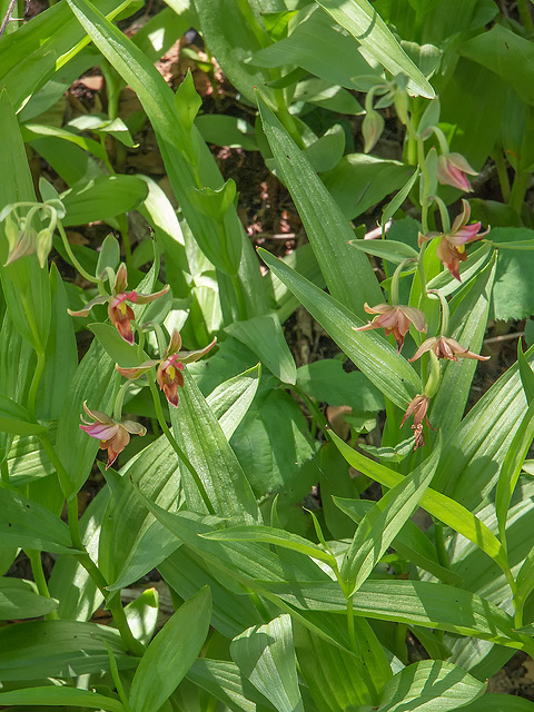 Epipactis gigantea (Stream orchid)