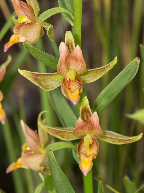 Epipactis gigantea (Stream orchid)