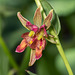 Epipactis gigantea (Stream orchid) rare double-flower