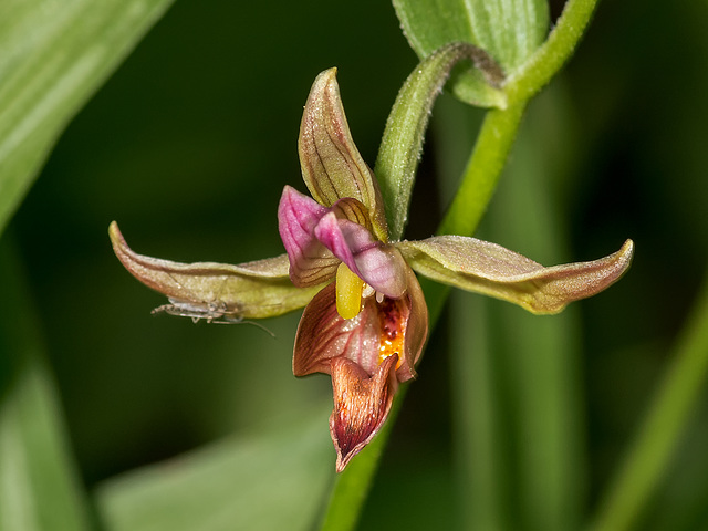 Epipactis gigantea (Stream orchid)