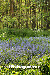 Forget-me-not wood - Bishopstone - 28.4.2014