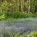 Forget-me-not wood - Bishopstone - 28.4.2014