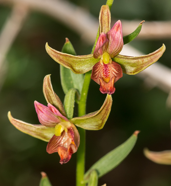 Epipactis gigantea (Stream orchid)