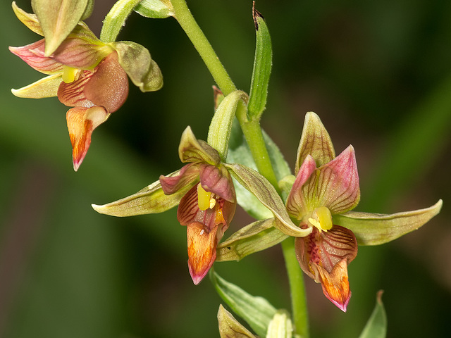 Epipactis gigantea (Stream orchid)