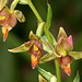 Epipactis gigantea (Stream orchid)