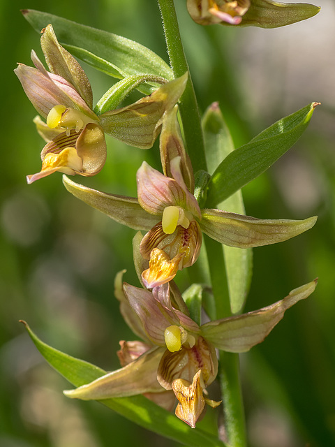 Epipactis gigantea (Stream orchid)