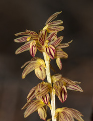 Corallorhiza striata (Striped Coralroot orchid)