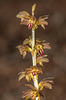 Corallorhiza striata (Striped Coralroot orchid)