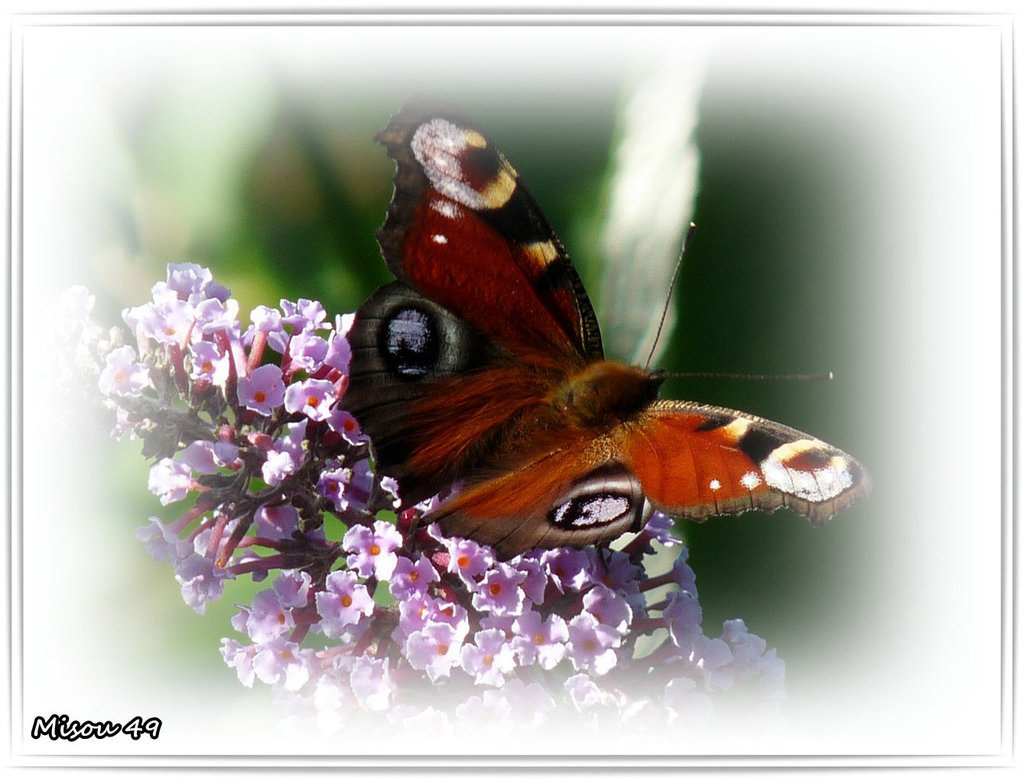 Papillon Paon du jour .