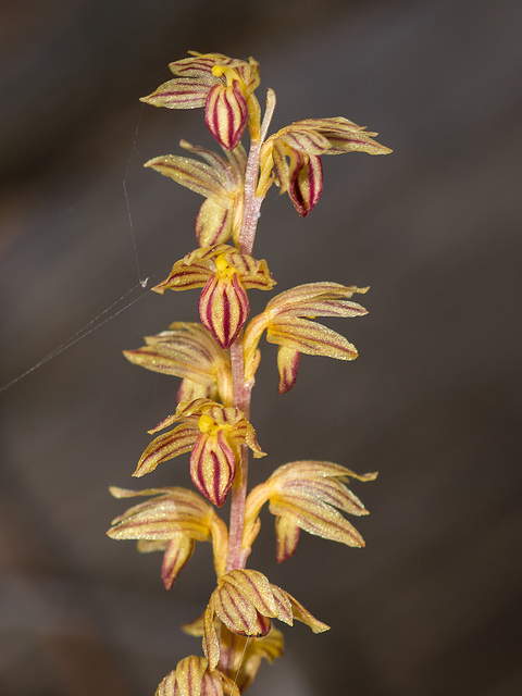 Corallorhiza striata (Striped Coralroot orchid)