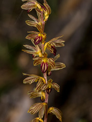 Corallorhiza striata (Striped Coralroot orchid)