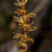 Corallorhiza striata (Striped Coralroot orchid)