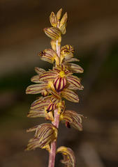 Corallorhiza striata (Striped Coralroot orchid)