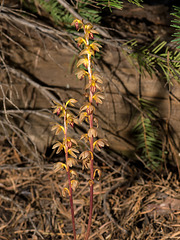 Corallorhiza striata (Striped Coralroot orchid)