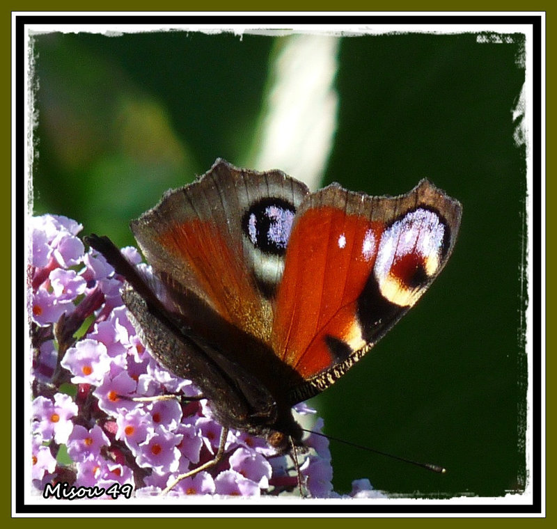 Papillon Paon du jour .