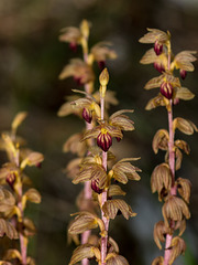 Corallorhiza striata (Striped Coralroot orchid)