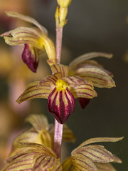 Corallorhiza striata (Striped Coralroot orchid)