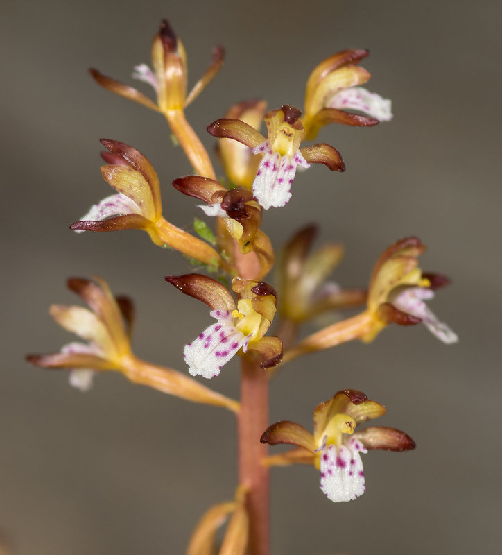 Corallorhiza maculata var. maculata (Spotted Coralroot orchid)